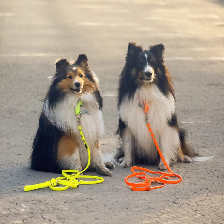 Dwa owczarki szetlandzkie z neonowożółtą i pomarańczową smyczą Bueno DOG