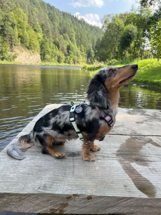 Jamnik w pastelowych szelkach guard Bueno DOG nad wodą