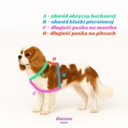 Schemat pomiaru psa do szelek guard Bueno DOG: obwody A i B oraz długości C i D