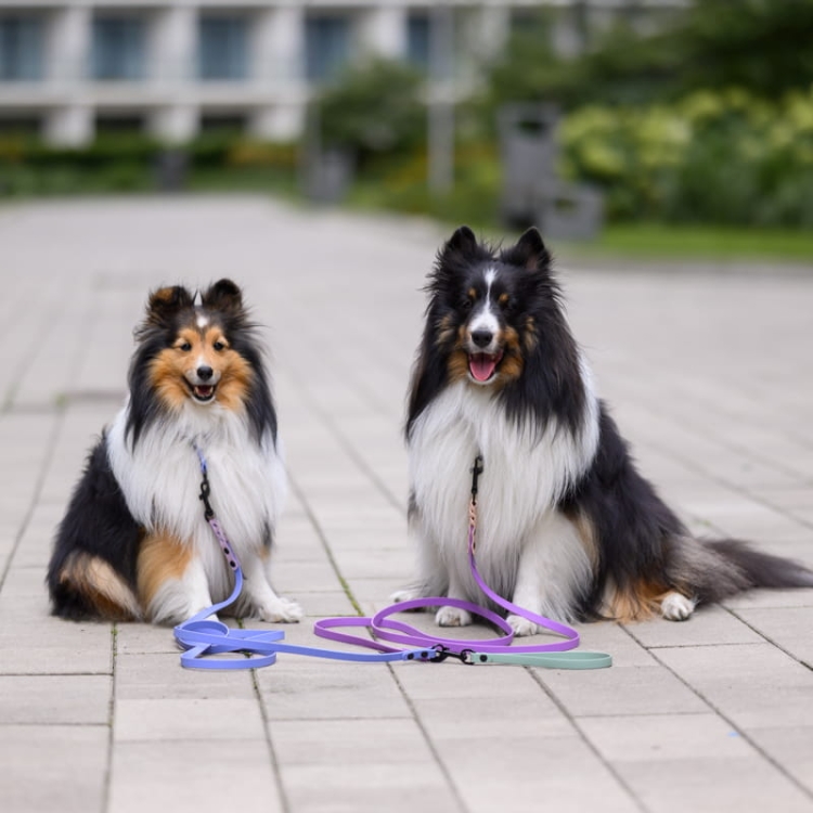 bueno dog-akcesoria-dla-psow-smycz-obroza-dla-psa--757.jpg