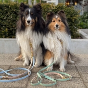 bueno dog-akcesoria-dla-psow-smycz-obroza-dla-psa--756.jpg