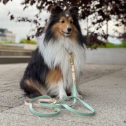 bueno dog-akcesoria-dla-psow-smycz-obroza-dla-psa--755.jpg