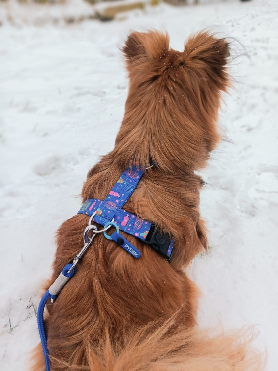 bueno dog-akcesoria-dla-psow-smycz-obroza-dla-psa--1242.jpg