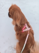 bueno dog-akcesoria-dla-psow-smycz-obroza-dla-psa--1244.jpg