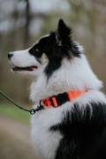 Czarno-biały pies w neonowej pomarańczowej obroży Bueno DOG na zatrzask