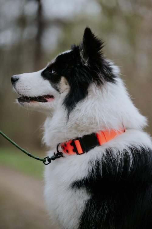 Czarno-biały pies w neonowej pomarańczowej obroży Bueno DOG na zatrzask