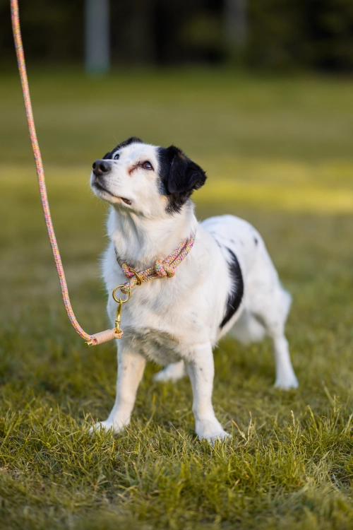 Biały pies z czarnymi łatami w kolorowej obroży linowej Bueno DOG z dopasowaną smyczą
