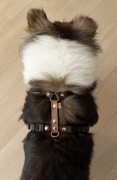 bueno_dog_akcesoria_dla_psow_smycz_dla_psa_obroza_psie_akcesoria_2126.jpg