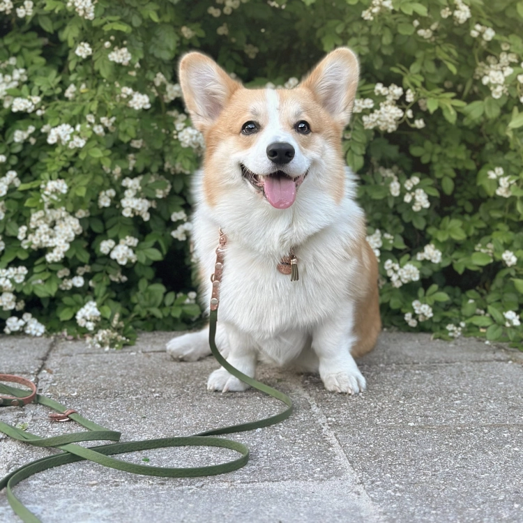 Corgi na zielonej smyczy Bueno DOG na tle kwitnących krzewów