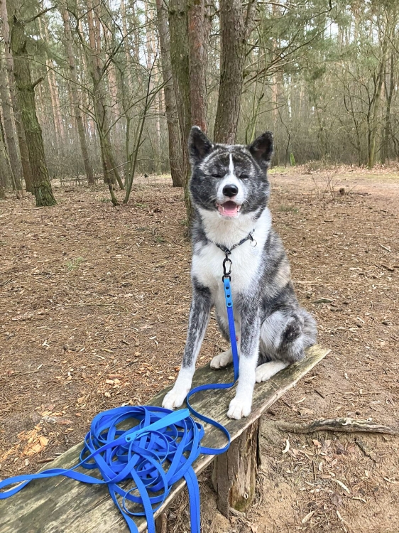 Pies z niebieską linką treningową Bueno DOG na drewnianej ławce w lesie