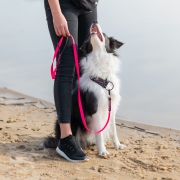 Czarno-biały pies w obroży Bueno DOG Splash siedzący obok opiekuna