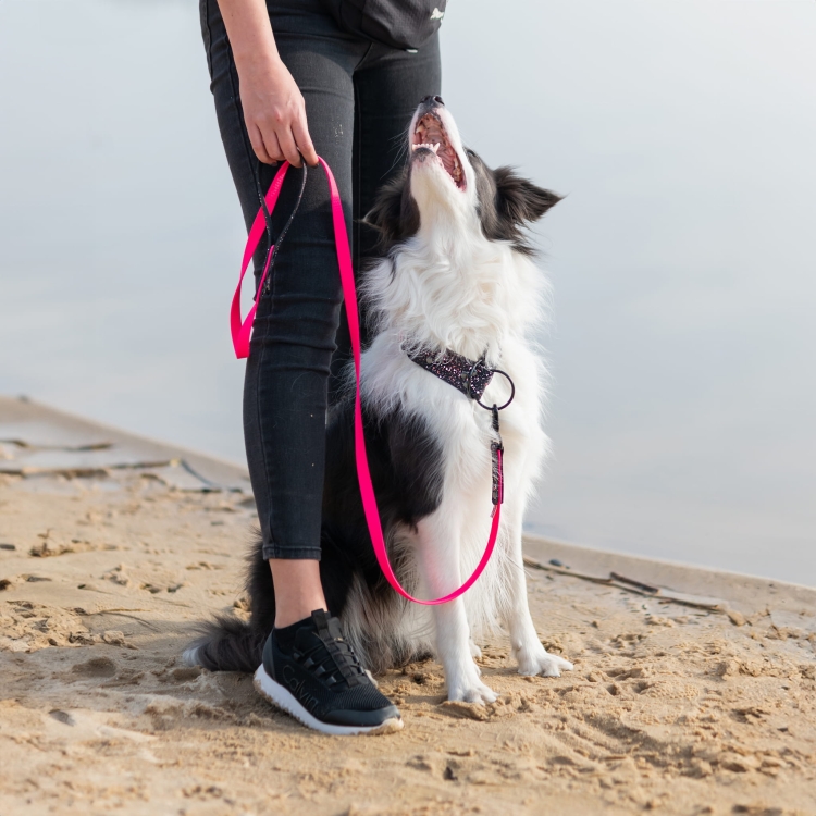 Czarno-biały pies w obroży Bueno DOG Splash siedzący obok opiekuna