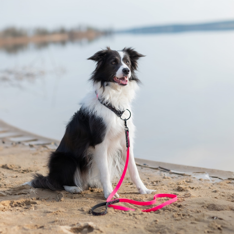 Czarno-biały pies w szerokiej obroży Bueno DOG Splash i różowej smyczy nad wodą