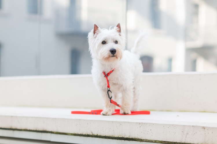 Biały pies w czerwonej obroży Bueno DOG z dopasowaną smyczą
