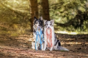 Dwa psy trzymające smycze Bueno DOG podczas spaceru w lesie