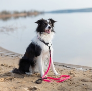 Czarno-biały pies na różowej smyczy Bueno DOG nad wodą