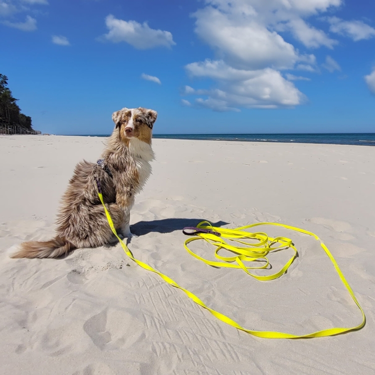 Pies na piaszczystej plaży z neonowożółtą linką treningową Bueno DOG