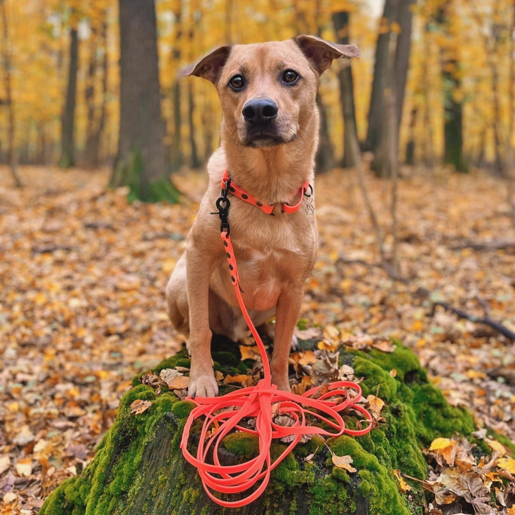 Pies z koralową linką treningową Bueno DOG podczas spaceru w jesiennym lesie