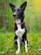 Czarno-biały pies w różowej adresówce paracord Bueno DOG w plenerze