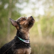 Mały szorstkowłosy pies w miętowej adresówce paracord Bueno DOG z koralikami